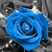 Brian Rosse Photo 4