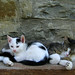 Richard S Photo 10