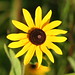 Susan Field Photo 14