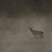 Misty Buck Photo 3