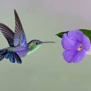 Julie Green Photo 45