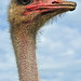 Jeff Ostrich Photo 1