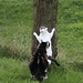 Chester Chase Photo 9