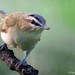 Emily Bird Photo 9