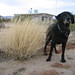 Wind Raven Photo 7