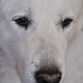 Leo Do Photo 9