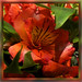 Martha Flores Photo 10