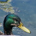 Jean Canard Photo 8