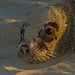 Arthur Seals Photo 9