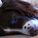 Sam Springer Photo 6