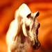 Deborah Turner Photo 11