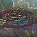 Jack Dempsey Photo 9
