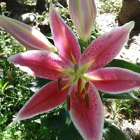 Amy Black Photo 43