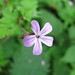 Robert Herb Photo 8