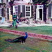 Ann Duke Photo 10