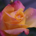 Gary Lester Photo 7