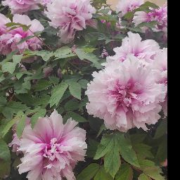 Barbara Rose Photo 45