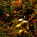 Rose Mills Photo 3