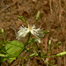 Dinesh Salian Photo 9
