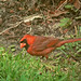 Lynn Cardinal Photo 7