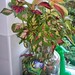 Lucy Plant Photo 4