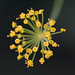 Douglas Dills Photo 7