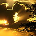 Donald Golden Photo 12