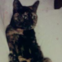 Dessie Cook Photo 1