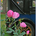 Rose Liberty Photo 1