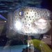 Ryan Puffer Photo 10