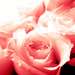 Rose Suarez Photo 8