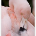 Rose Jean Photo 12