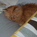 Cindy Palmquist Photo 6