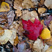 Stacy Leaf Photo 3