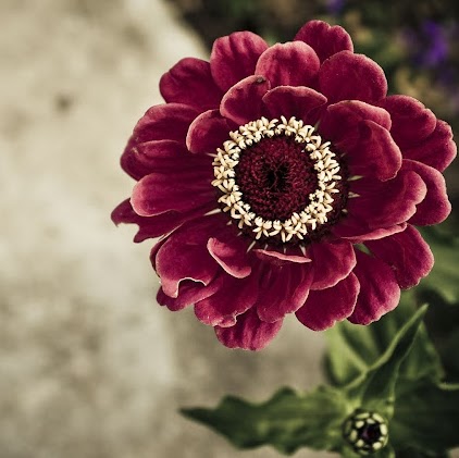 Farhana Ahmed Photo 27