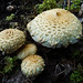 Anne Scalies Photo 1