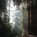 Sequoia Ray Photo 3