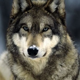 James Antonucci Photo 11