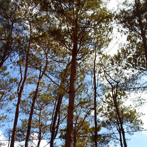 Hanh Doan Photo 22