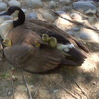 Tonya Goforth Photo 11