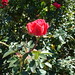 Rose Arthur Photo 11