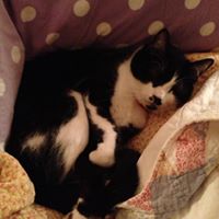 Susan Lytle Photo 27