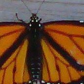 Dale Ferris Photo 26