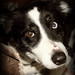 Frances Collie Photo 8