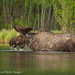 Carl Moose Photo 1
