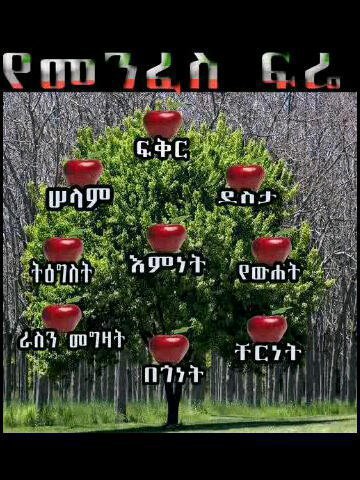 Samuel Alemayehu Photo 15