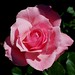 Elizabeth Rose Photo 15