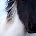Tom Manes Photo 8