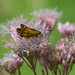 Joe Peck Photo 8
