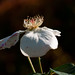Sharon Kanas Photo 3
